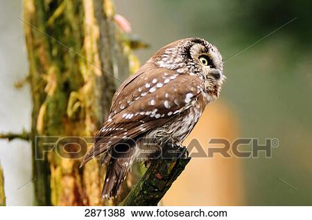 Close-up of Tengmalm's Owl (Aegolius Funereus) perching on branch, Bavarian Forest National Park, Bavaria, Germany View Large Photo Image Stock Photo - Close-up of Tengmalm's Owl (Aegolius Funereus) perching on branch, Bavarian Forest National Park, Bavaria, Germany . Fotosearch