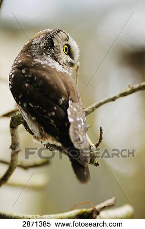 Close-up of Tengmalm's Owl (Aegolius Funereus) perching on branch, Bavarian Forest National Park, Bavaria, Germany View Large Photo Image Stock Photography - Close-up of Tengmalm's Owl (Aegolius Funereus) perching on branch, Bavarian Forest National Park, Bavaria, Germany . Fotosearch