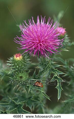 Stock Image - Close-up of thistle flower blooming in field . Fotosearch