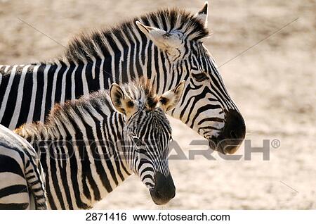 Stock Photograph - Close-up of three Plains Zebra (Equus quagga) standing in field . Fotosearch