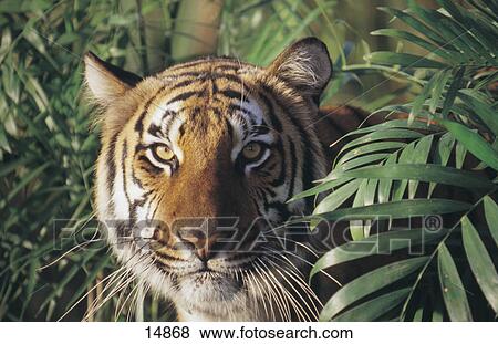 Close-up of tiger (Panthera tigris) peering behind bamboo plants View Large Photo Image Stock Photo - Close-up of tiger (Panthera tigris) peering behind bamboo plants . Fotosearch