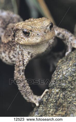 Close-up of toad (Bufo bufo), Germany View Large Photo Image Stock Image - Close-up of toad (Bufo bufo), Germany . Fotosearch