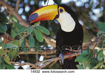 Close-up of Toco Toucan (Ramphastos toco) perching on branch, Pantanal, Mato Grosso, Brazil View Large Photo Image Stock Image - Close-up of Toco Toucan (Ramphastos toco) perching on branch, Pantanal, Mato Grosso, Brazil . Fotosearch