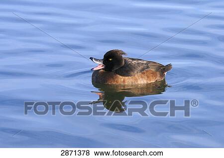 Stock Photo - Close-up of Tufted Duck (Aythya fuligula) floating on water, Munich, Bavaria, Germany . Fotosearch
