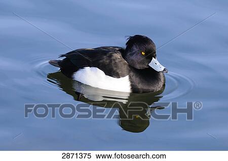 Stock Photography - Close-up of Tufted Duck (Aythya fuligula) floating on water, Munich, Bavaria, Germany . Fotosearch