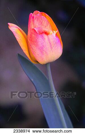 Picture - Close-up of tulip flower . Fotosearch