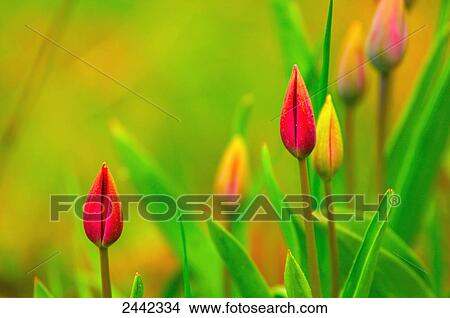 Close-up of tulip flowers blooming in field View Large Photo Image Picture - Close-up of tulip flowers blooming in field . Fotosearch