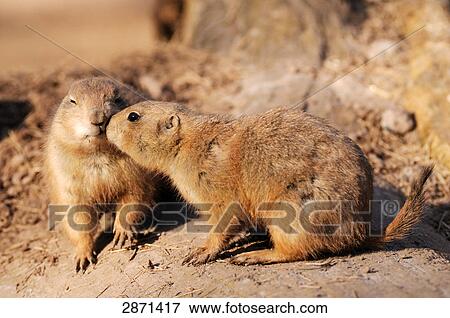 Close-up of two Black-tailed Prairie Dogs (Cynomys ludovicianus) on landscape View Large Photo Image Stock Photo - Close-up of two Black-tailed Prairie Dogs (Cynomys ludovicianus) on landscape . Fotosearch