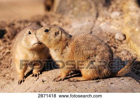 Close-up of two Black-tailed Prairie Dogs (Cynomys ludovicianus) on landscape View Large Photo Image Stock Photo - Close-up of two Black-tailed Prairie Dogs (Cynomys ludovicianus) on landscape . Fotosearch