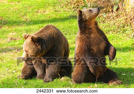 Stock Image - Close-up of two Brown bear (Ursus arctos) sitting in field, Germany . Fotosearch