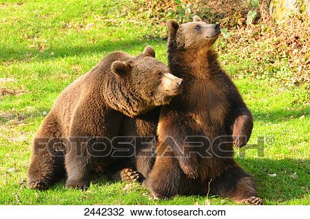 Close-up of two Brown bear (Ursus arctos) sitting in field, Germany View Large Photo Image Stock Image - Close-up of two Brown bear (Ursus arctos) sitting in field, Germany . Fotosearch