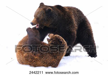 Close-up of two Brown bears (Ursus arctos) fighting in snow View Large Photo Image Stock Image - Close-up of two Brown bears (Ursus arctos) fighting in snow . Fotosearch