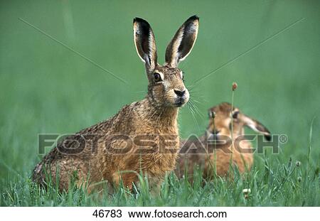 Close-up of two Brown Hare (Lepus europaeus) in field, Germany View Large Photo Image Stock Image - Close-up of two Brown Hare (Lepus europaeus) in field, Germany . Fotosearch