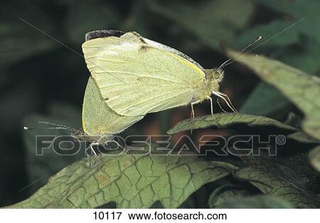 Stock Photo - Close-up of two Cabbage Butterflies (Pieris brassicae) on leaves, Germany . Fotosearch
