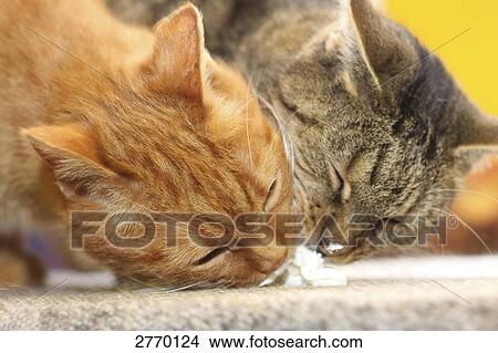 Close-up of two cats eating cream View Large Photo Image Picture - Close-up of two cats eating cream . Fotosearch