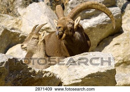 Stock Photo - Close-up of two Domestic goat (Capra aegagrus hircus) on mountain, Austria . Fotosearch