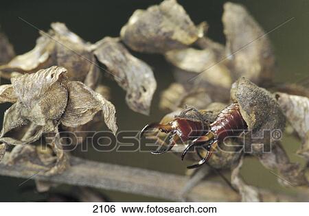 Close-up of two earwigs in dried plant, Germany, Europe View Large Photo Image Stock Photograph - Close-up of two earwigs in dried plant, Germany, Europe . Fotosearch