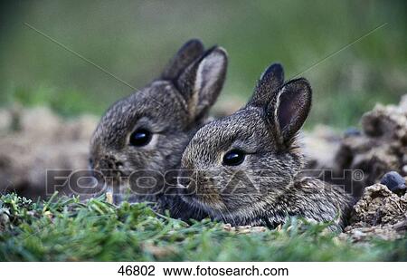 Close-up of two European Rabbits (Oryctolagus cuniculus) in field View Large Photo Image Stock Image - Close-up of two European Rabbits (Oryctolagus cuniculus) in field . Fotosearch