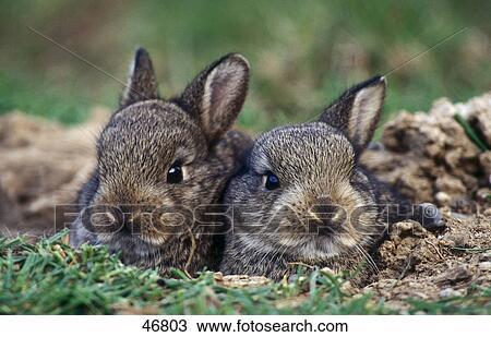 Stock Image - Close-up of two European Rabbits (Oryctolagus cuniculus) in field . Fotosearch