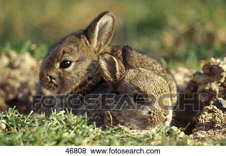 Close-up of two European Rabbits (Oryctolagus cuniculus) in field View Large Photo Image Stock Photo - Close-up of two European Rabbits (Oryctolagus cuniculus) in field . Fotosearch