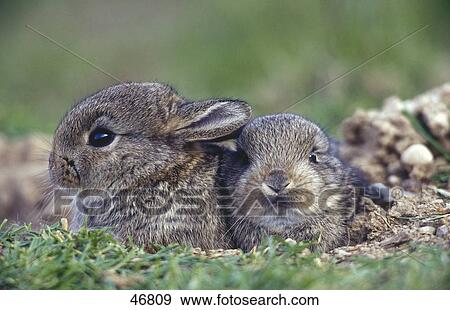 Close-up of two European Rabbits (Oryctolagus cuniculus) in field View Large Photo Image Stock Photo - Close-up of two European Rabbits (Oryctolagus cuniculus) in field . Fotosearch