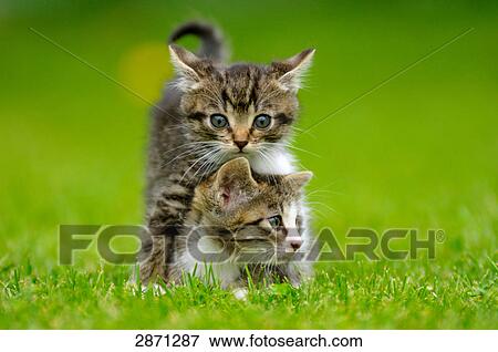 Stock Photo - Close-up of two kittens in field, Bavaria, Germany . Fotosearch