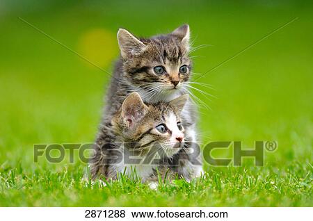 Stock Photo - Close-up of two kittens in field, Bavaria, Germany . Fotosearch