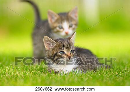 Stock Image - Close-up of two kittens in lawn . Fotosearch