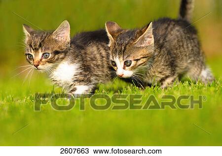 Stock Image - Close-up of two kittens walking in lawn . Fotosearch