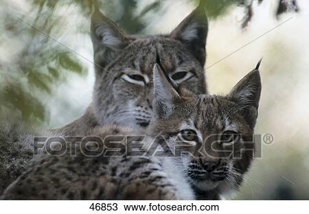 Close-up of two Lynx (Lynx lynx) in forest, Bavarian Forest National Park, Bavaria, Germany View Large Photo Image Stock Image - Close-up of two Lynx (Lynx lynx) in forest, Bavarian Forest National Park, Bavaria, Germany . Fotosearch