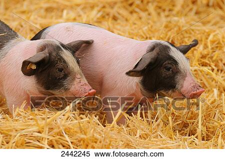 Close-up of two piglets standing in field View Large Photo Image Stock Photography - Close-up of two piglets standing in field . Fotosearch