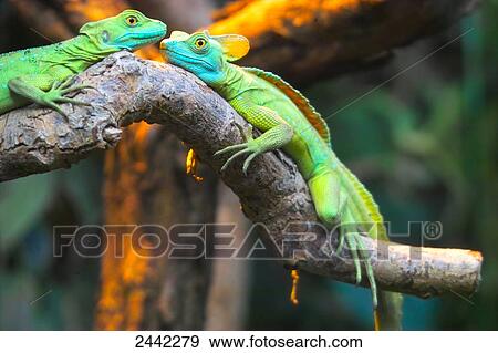 Stock Photo - Close-up of two Plumed Basilisk (Basiliscus plumifrons) lizards on branch . Fotosearch
