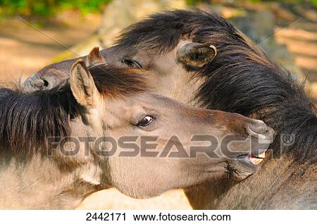 Stock Image - Close-up of two Przewalski's Horses (Equus ferus przewalskii) . Fotosearch