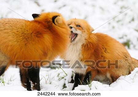 Picture - Close-up of two Red Foxes (Vulpes vulpes) fighting in snow . Fotosearch