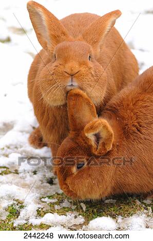 Stock Photo - Close-up of two red rabbits foraging in field . Fotosearch