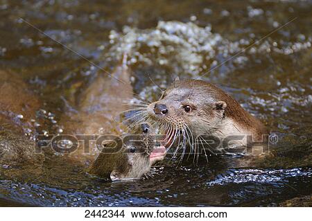 Picture - Close-up of two River Otters (Lutra lutra) fighting in water, Germany . Fotosearch
