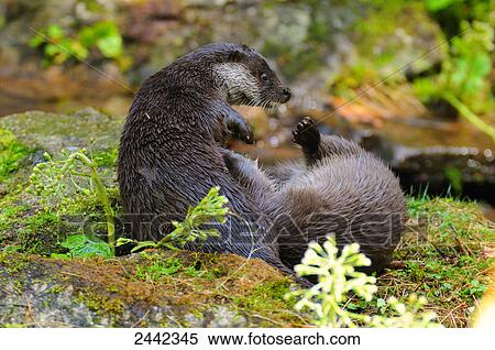 Stock Photography - Close-up of two River Otters (Lutra lutra) fighting on rock, Germany . Fotosearch