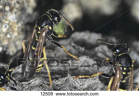 Stock Photo - Close-up of two Wasps (Vespa vulgaris) in nest, Germany . Fotosearch