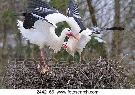 Close-up of two White Storks (Ciconia ciconia) spreading its wings on nest View Large Photo Image Stock Photograph - Close-up of two White Storks (Ciconia ciconia) spreading its wings on nest . Fotosearch