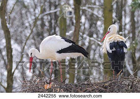 Stock Photography - Close-up of two White Storks (Ciconia ciconia) on its nest . Fotosearch