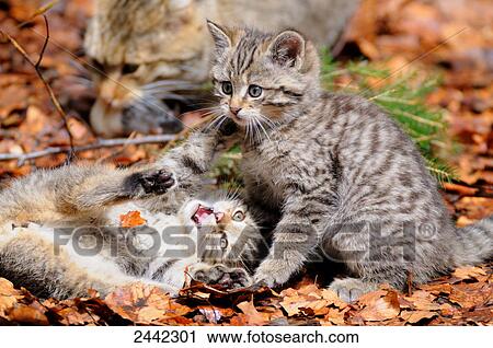 Stock Image - Close-up of two young Wildcats (Felis silvestris) in forest . Fotosearch