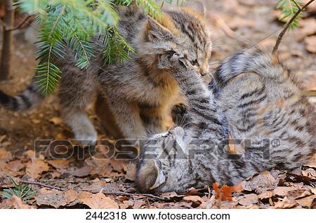 Close-up of two young Wildcats (Felis silvestris) playing in forest View Large Photo Image Stock Photo - Close-up of two young Wildcats (Felis silvestris) playing in forest . Fotosearch