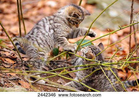 Close-up of two young Wildcats (Felis Silvestris) playing in forest View Large Photo Image Stock Photograph - Close-up of two young Wildcats (Felis Silvestris) playing in forest . Fotosearch