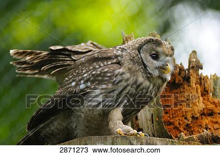 Stock Image - Close-up of Ural owl (Strix uralensis) on wooden post, Bavarian Forest National Park, Bavaria, Germany . Fotosearch