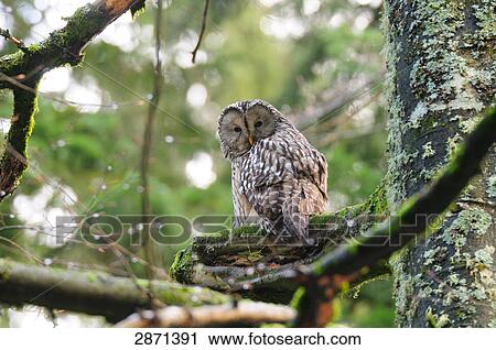 Close-up of Ural owl (Strix uralensis) perching on branch View Large Photo Image Stock Image - Close-up of Ural owl (Strix uralensis) perching on branch . Fotosearch