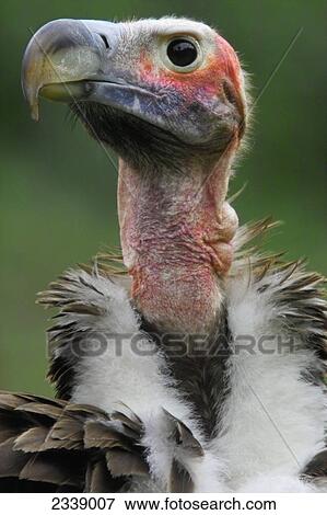 Close-up of vulture, Germany View Large Photo Image Stock Photo - Close-up of vulture, Germany . Fotosearch