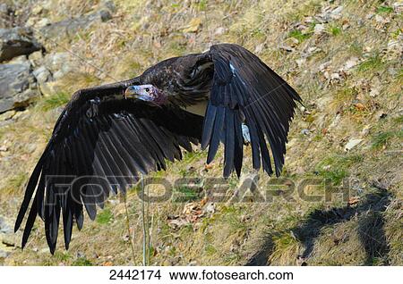 Close-up of vulture in flight View Large Photo Image Picture - Close-up of vulture in flight . Fotosearch