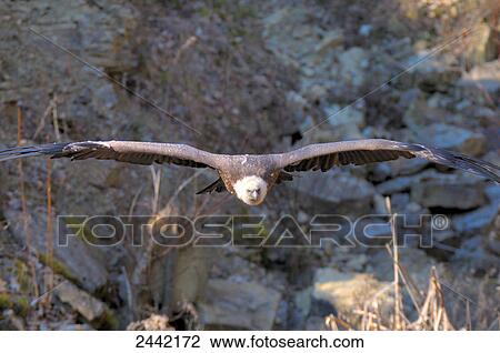 Close-up of vulture in flight View Large Photo Image Stock Image - Close-up of vulture in flight . Fotosearch
