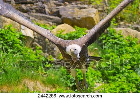 Stock Photograph - Close-up of vulture in flight . Fotosearch