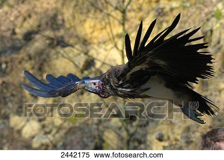 Close-up of vulture in flight View Large Photo Image Stock Photography - Close-up of vulture in flight . Fotosearch